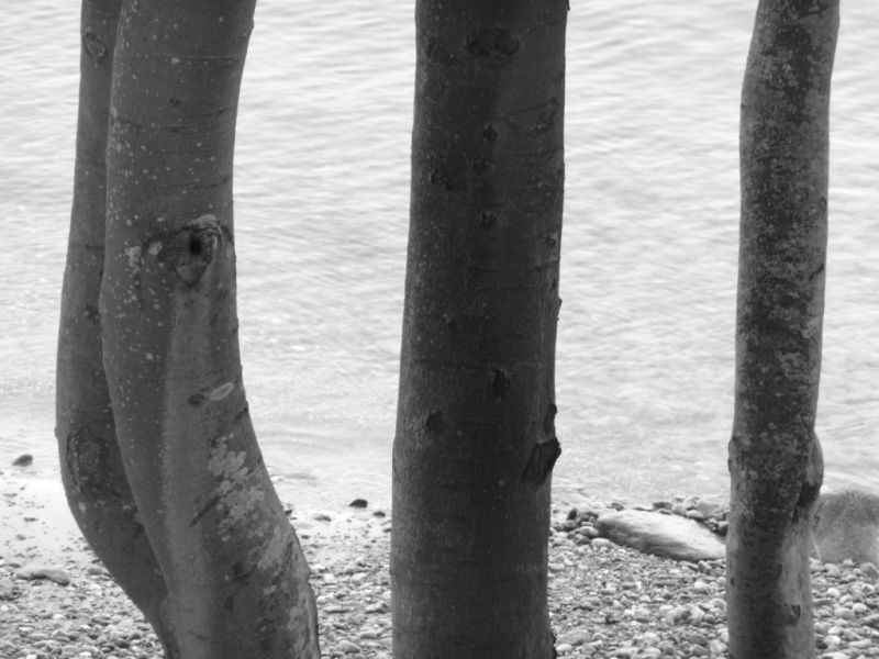 files/fotos/Baum sw.jpg