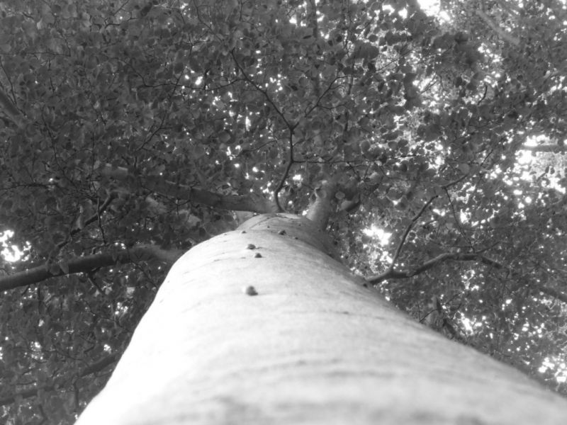 files/fotos/Baum sw.jpg