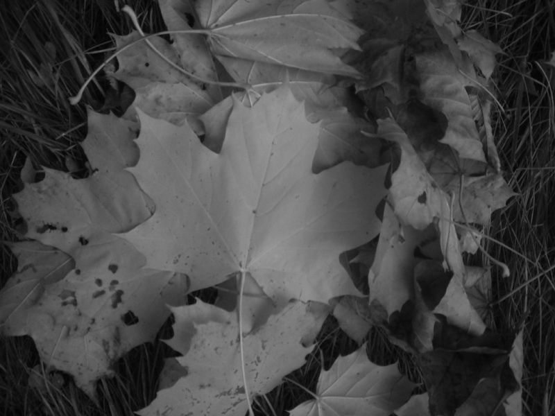 files/fotos/Baum sw.jpg